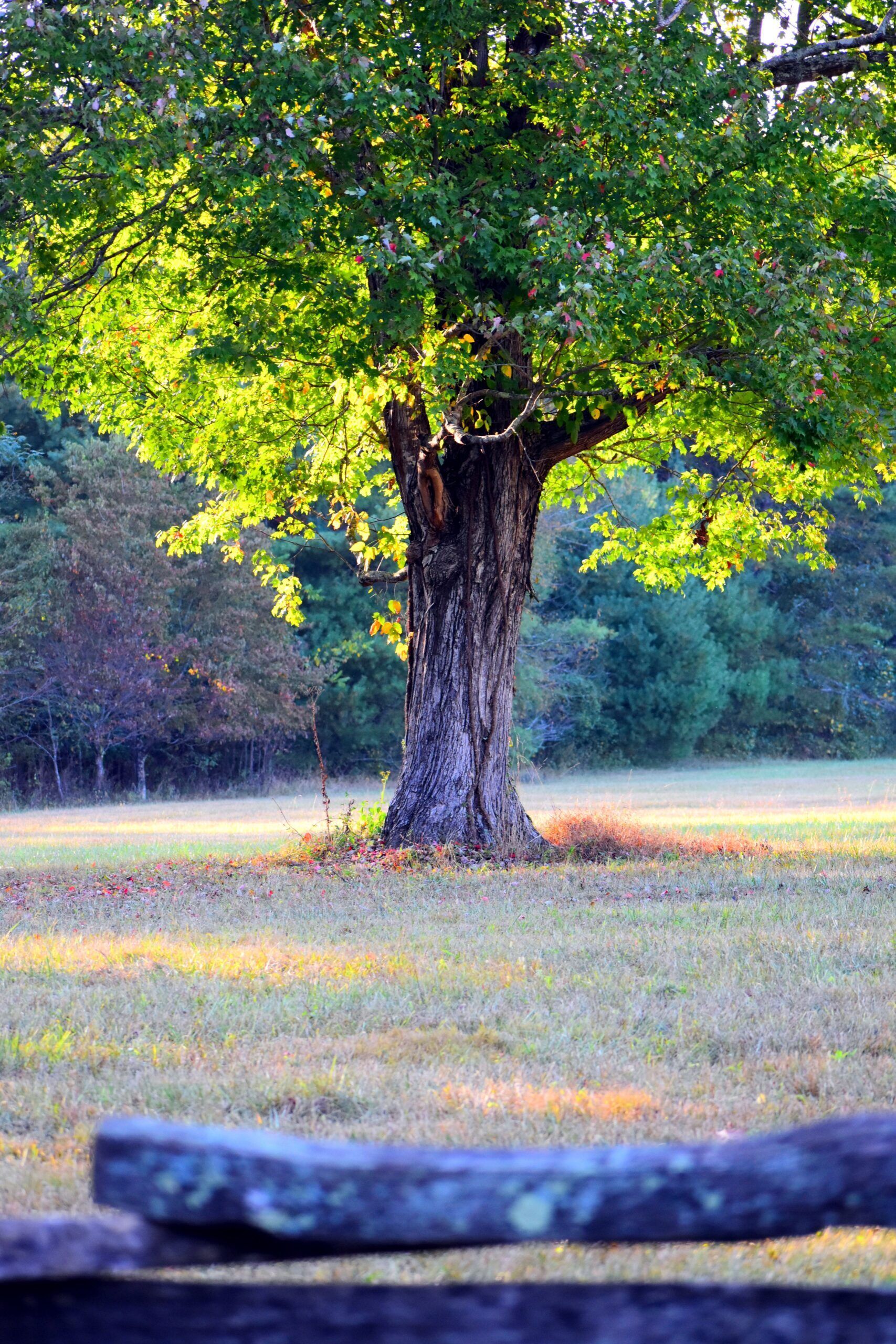 Large shade tree and split-rail fence in a field near Smyrna TN