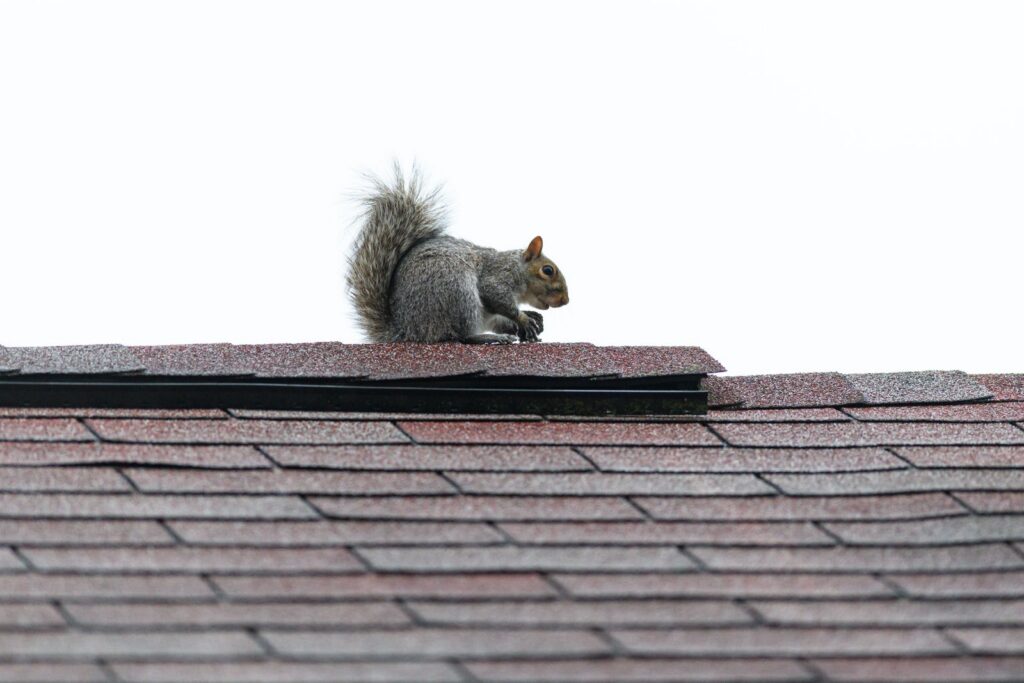 Animal Roof Damage in Tennessee: Signs and Fixes